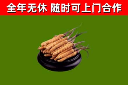 永泰县烟酒回收冬虫夏草.jpg